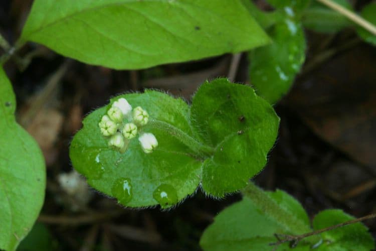 Whipplea modesta 14