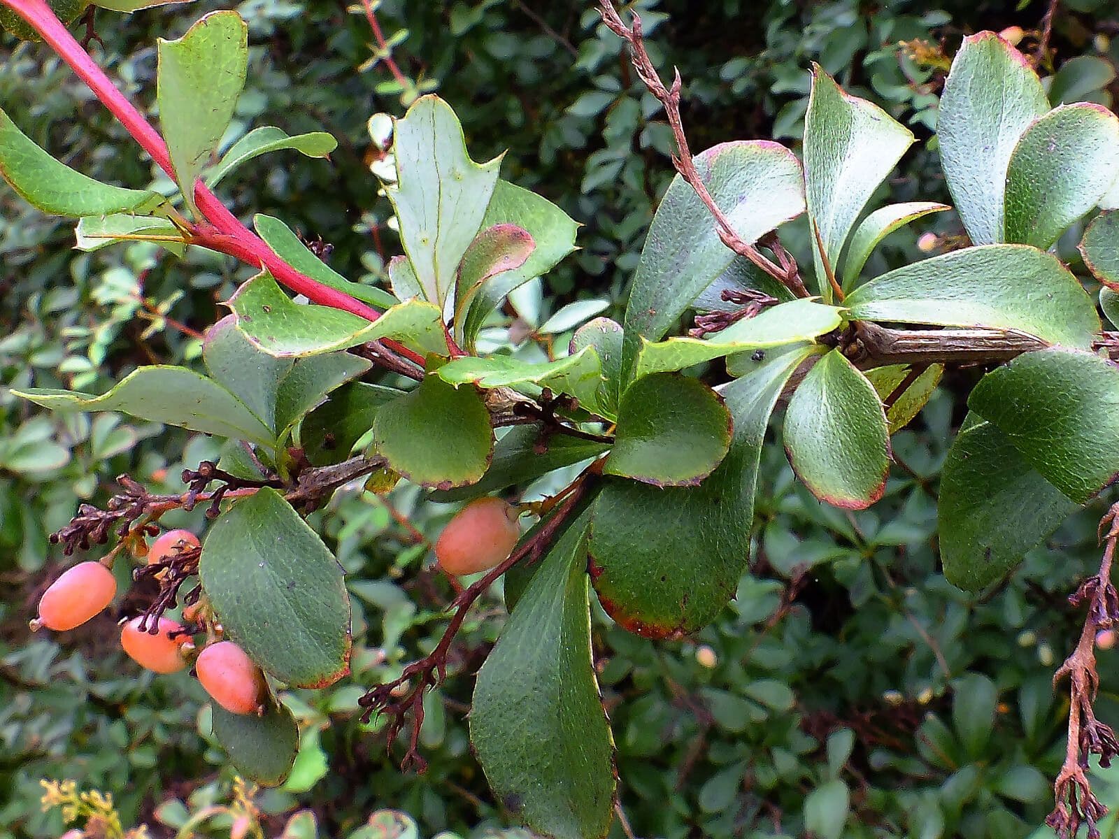 Agracejo 5