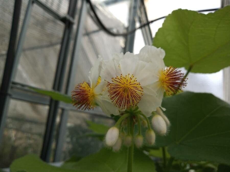 Sparmannia 3