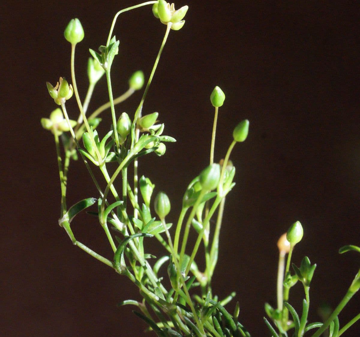 Sagina apetala 12