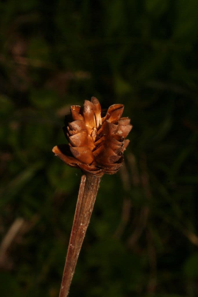 Xyris tennesseensis 2