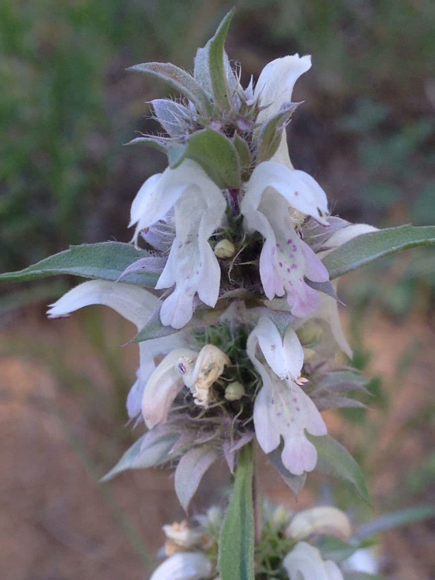 Monarda pectinada