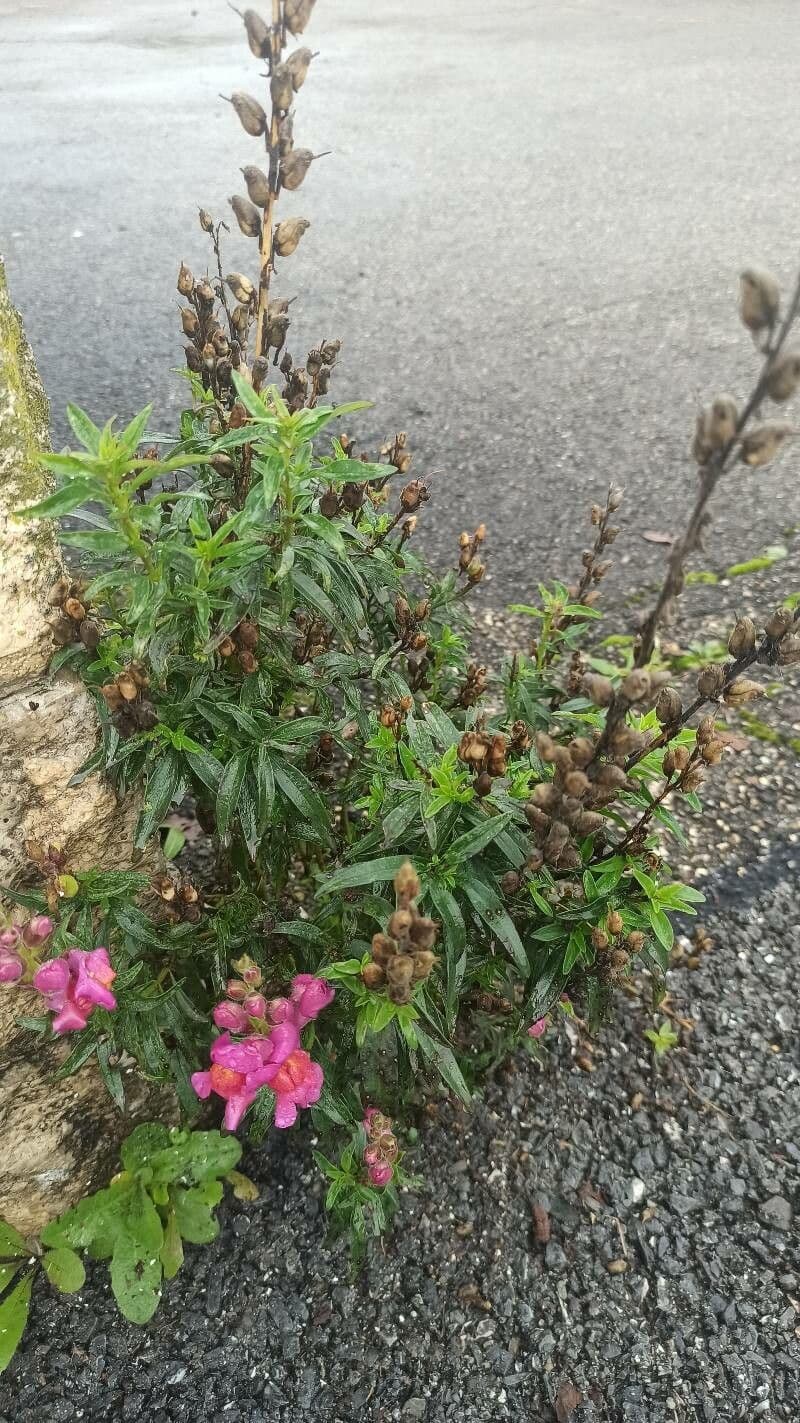 Südliche Löwenmäulchen 7