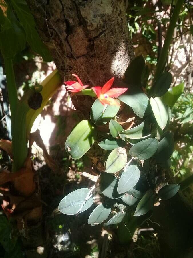 Cattleya 3
