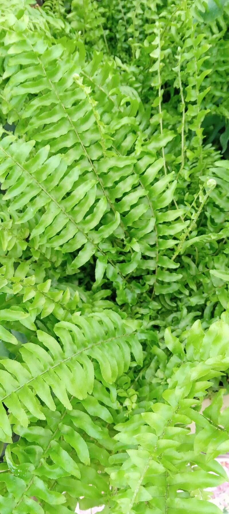 Nephrolepis exaltata 4