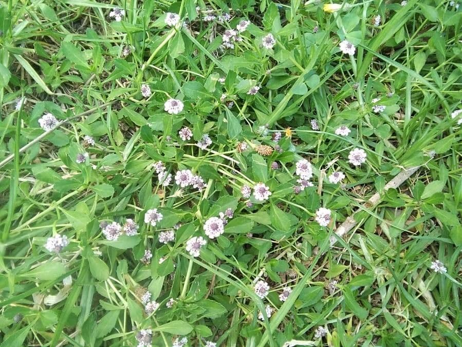 Fila nodiflora 13