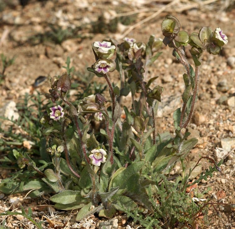Tricardia 5
