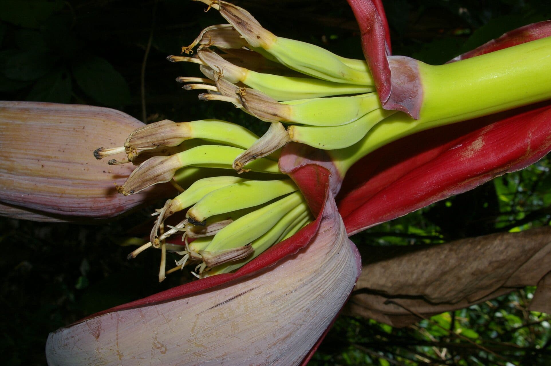 Abaca 5