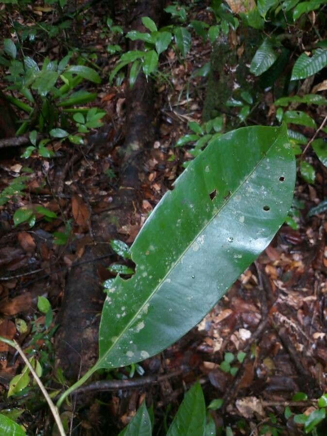 Perillo 3
