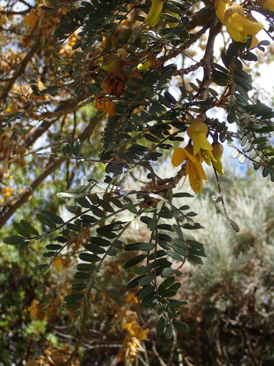 Sophora denudata 28