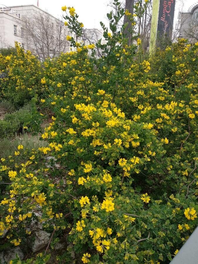 Coronilla valentina 11