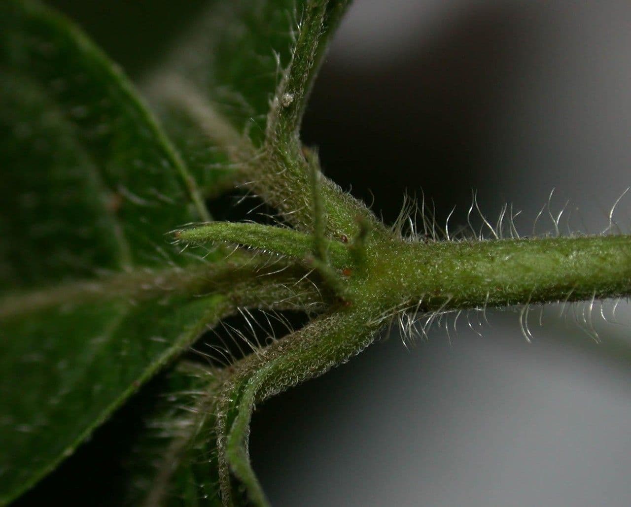 Dalechampia 13
