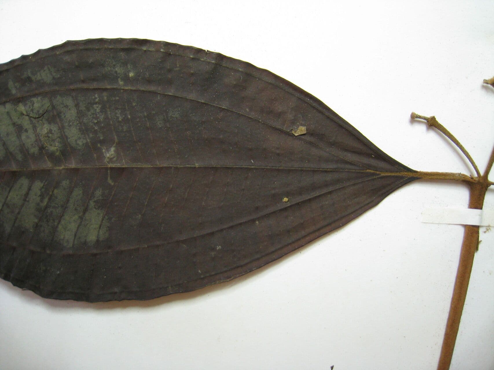 Miconia di Francavilla 2