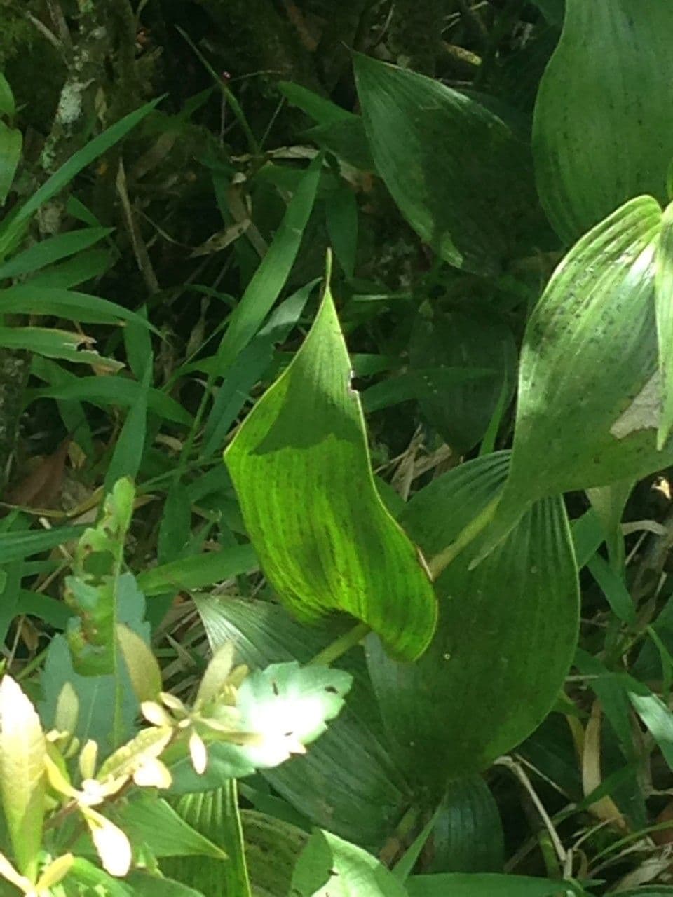 Sobralia 11