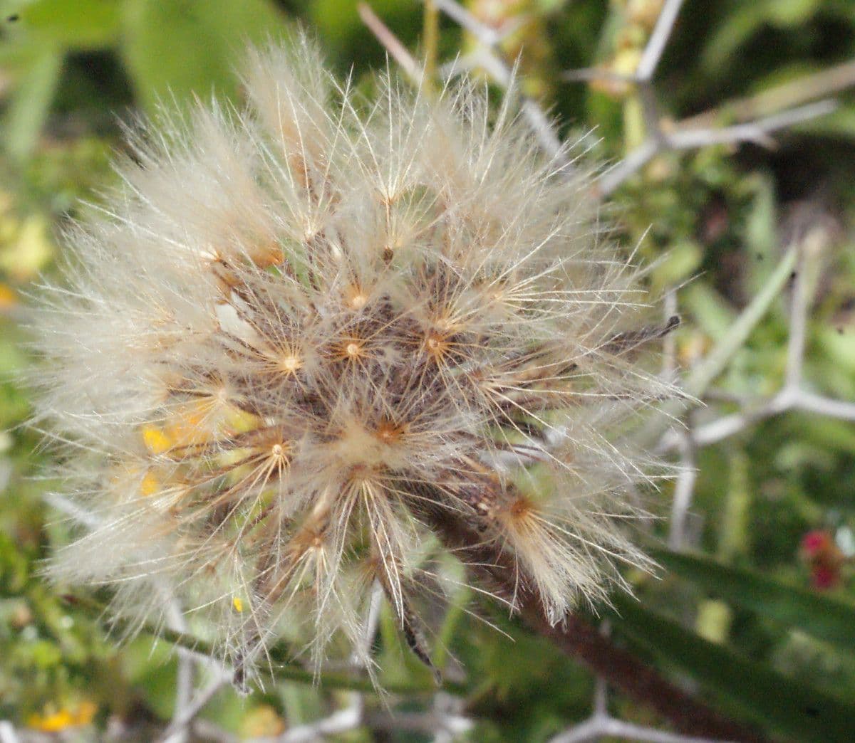 Leontodon tuberoso