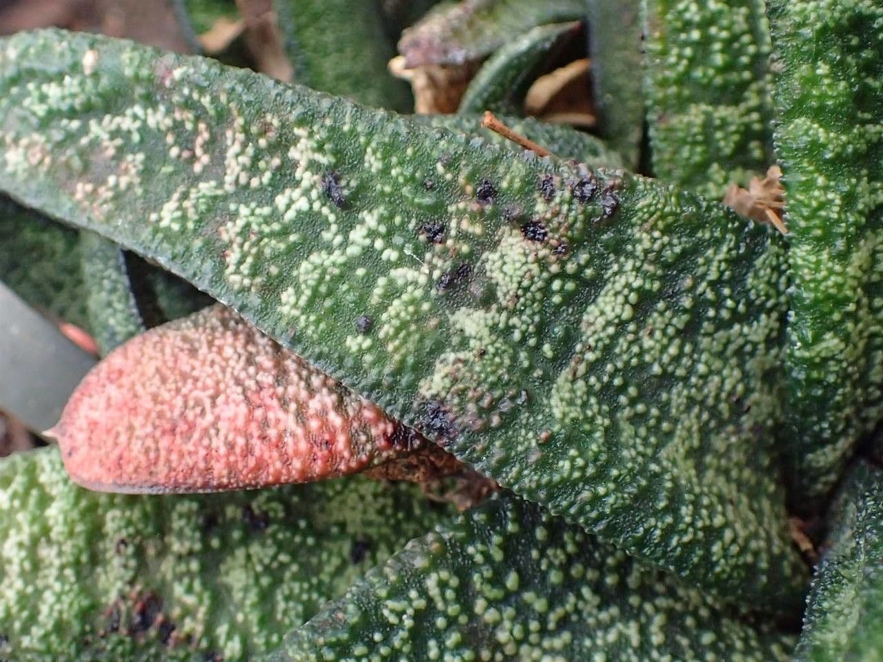 Gasteria 6