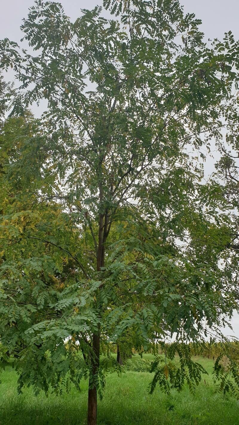 Robinia viscosa 12