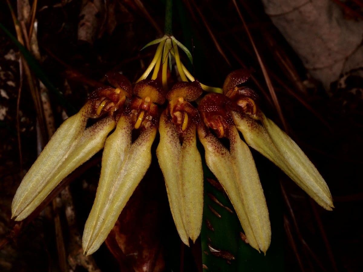 Orchidea ombrello pallida 3