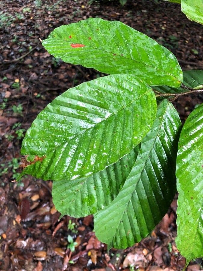 Dipterocarpus 4