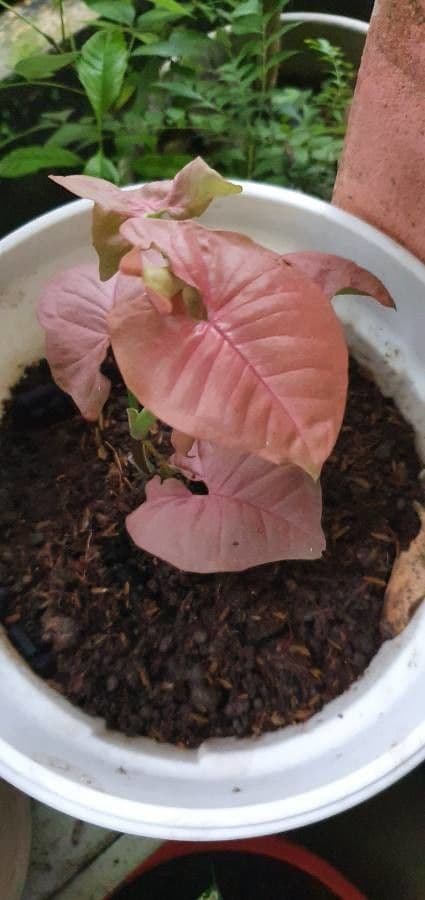 Syngonium 14
