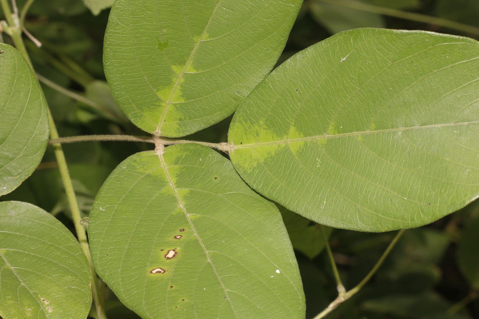 Centrosema macrocarpum 4