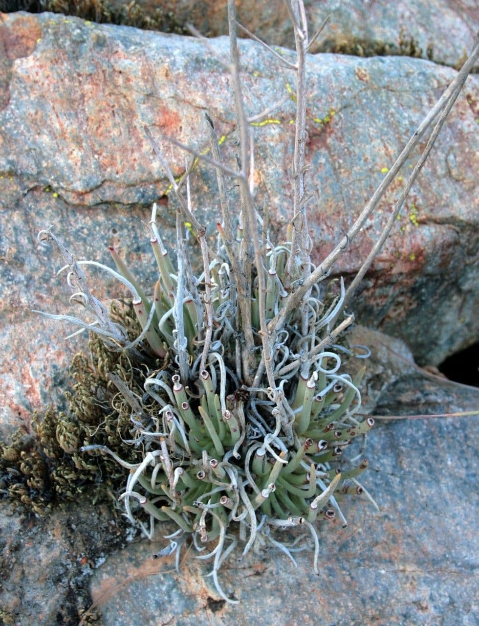 Dudleya 9