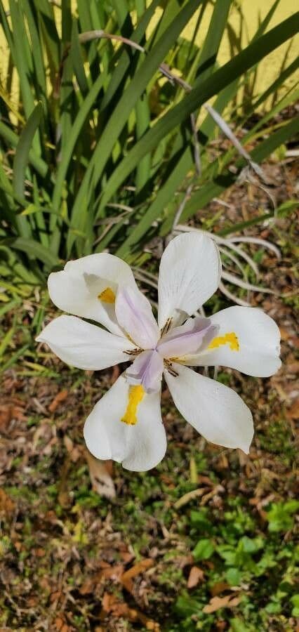 Iris selvatico a fiore grande 4