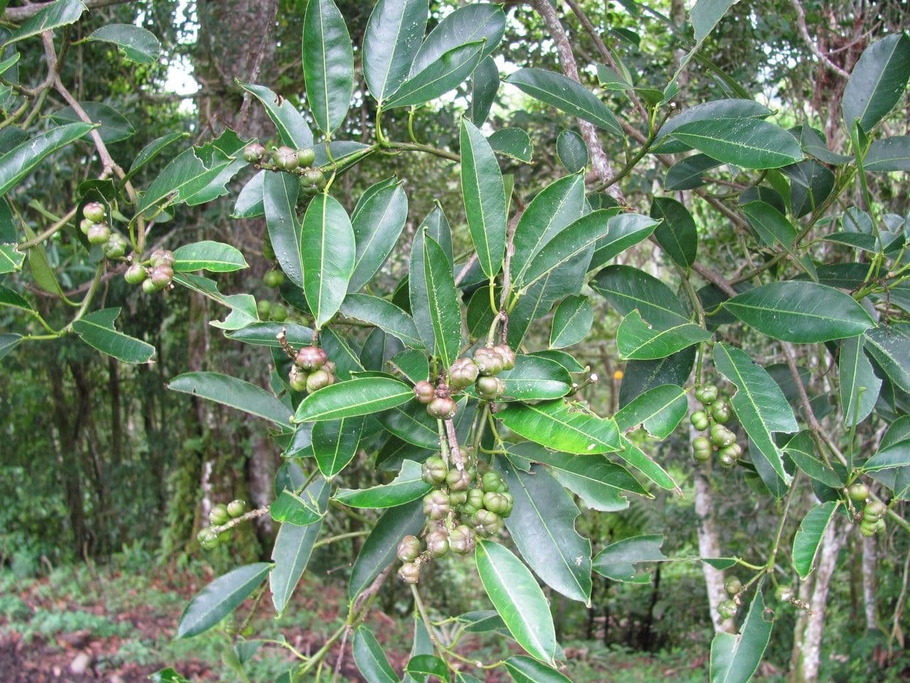 Drüsiges Milchkraut 11