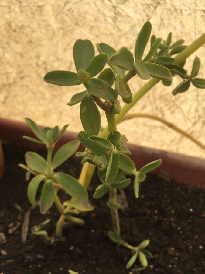 Peperomia 3