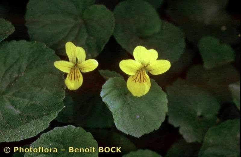 Viola biflora 24