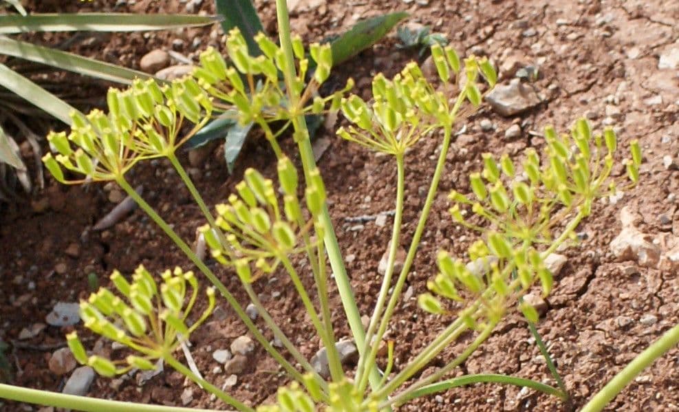 Sagapeno