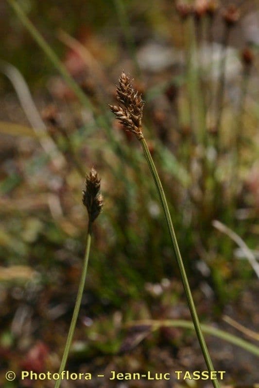 Carex di Lachenal 18
