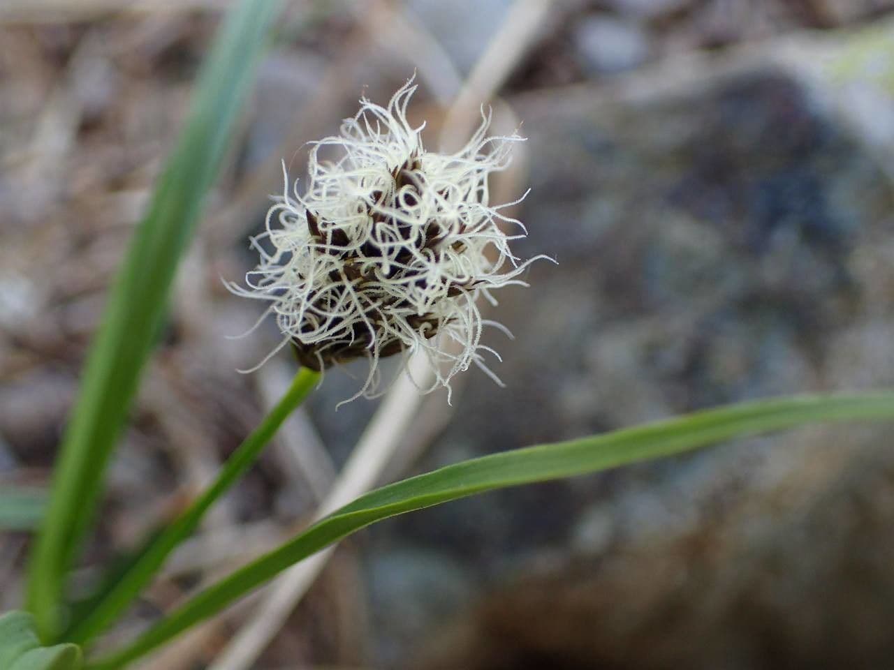 Stinking sedge 6
