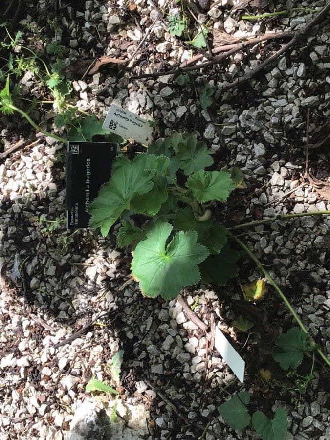 Alchemilla