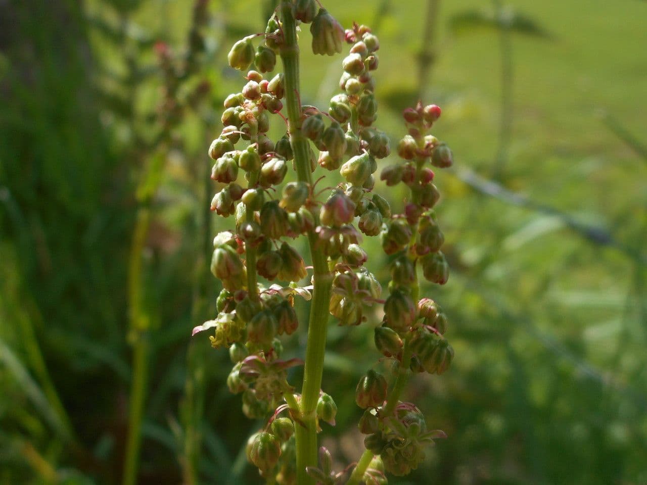 Acetosa 9