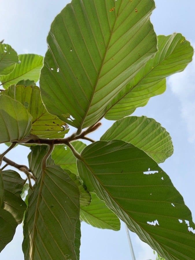 Dipterocarpus 9