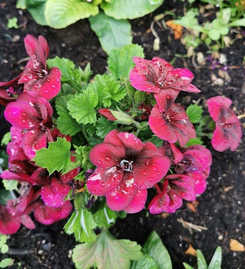 Pelargonio 14