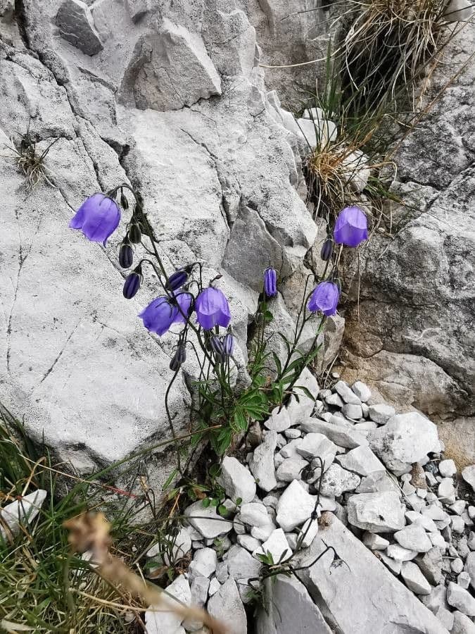 Zwerg-Glockenblume 13