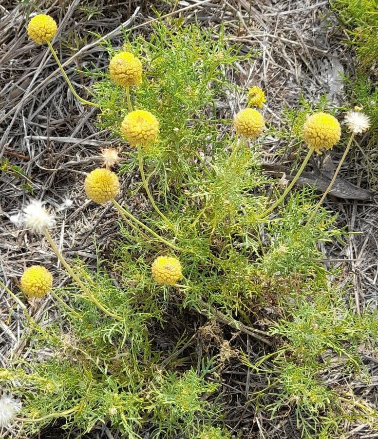 Gaillardie 6