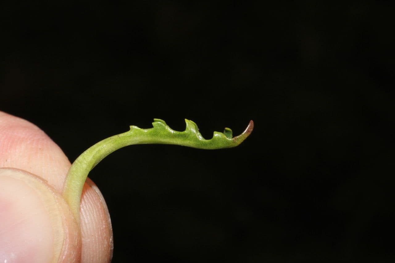 Cat's-ear 12