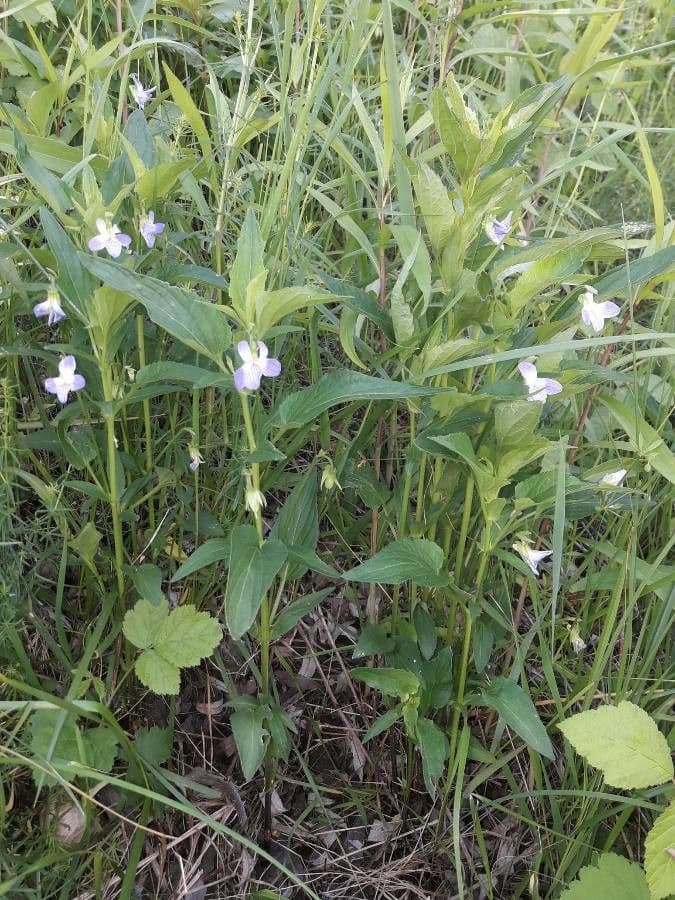 Viola elatior 13