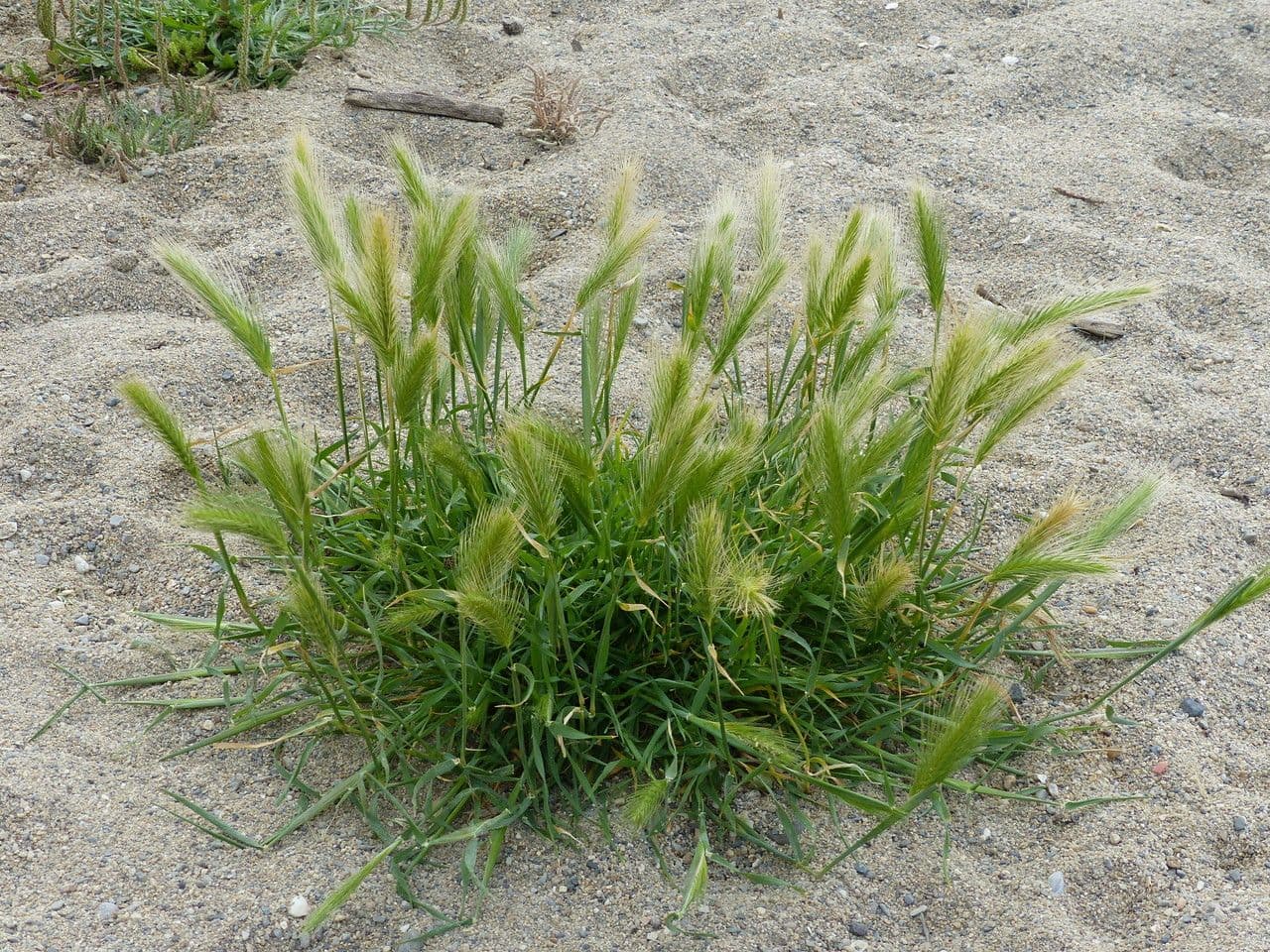 Orzo marittimo 11