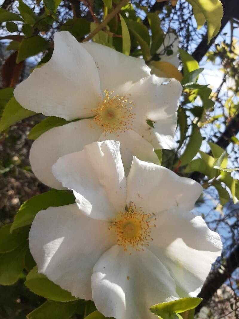 Rosa Cherokee 5