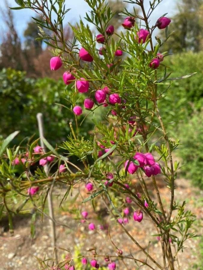 Boronia 4