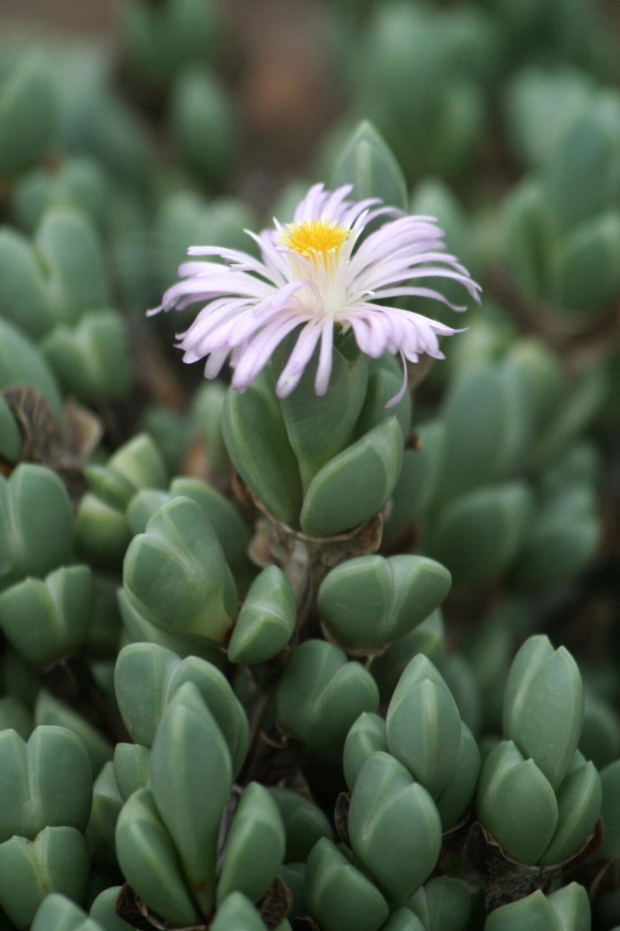 Braunsia