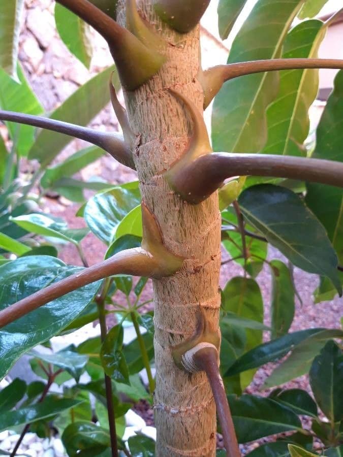 Schefflera 24