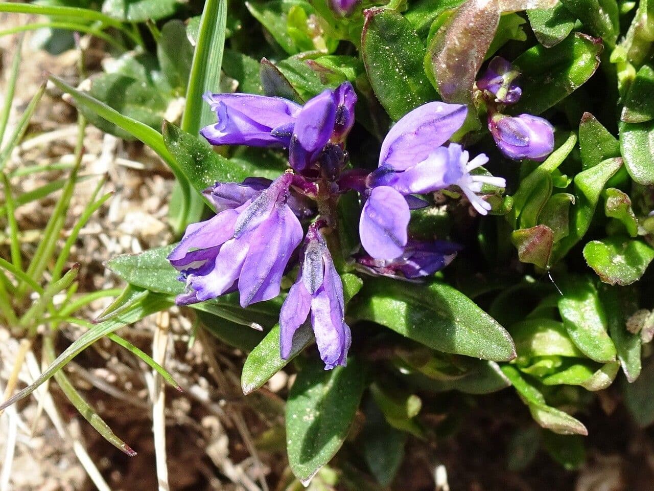 Mléčka alpská 5