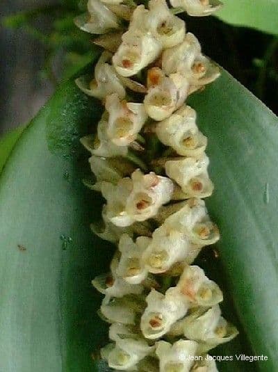 Pholidota