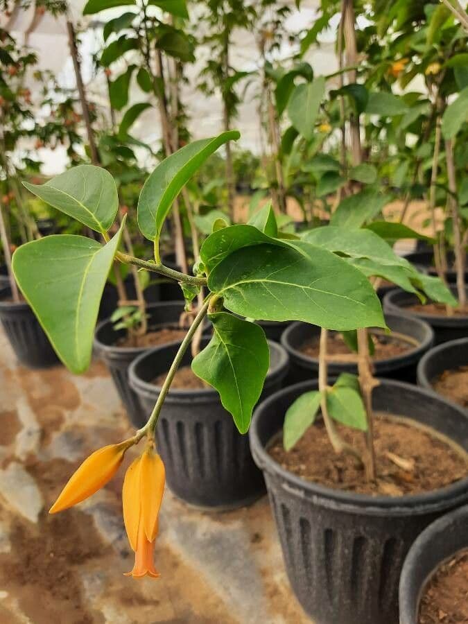 Juanulloa mexicana 9