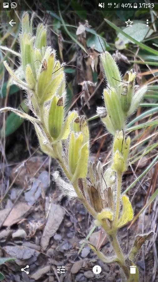 Onosma